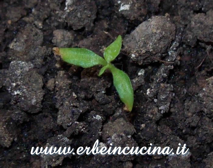 Peperoncino Pink Chupetihna, prime foglie vere / Pink Chupetihna chili pepper, first true leaves