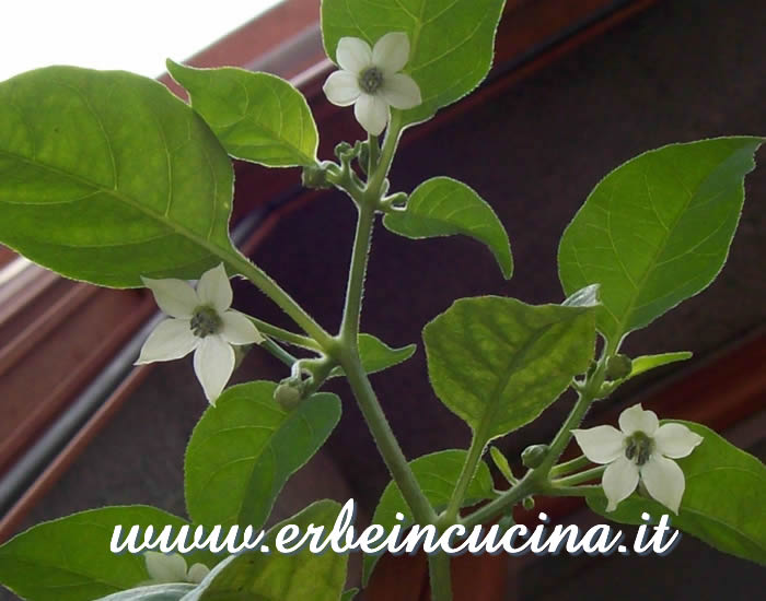 Fiori di peperoncino Pink Chupetihna / Pink Chupetihna chili pepper flowers