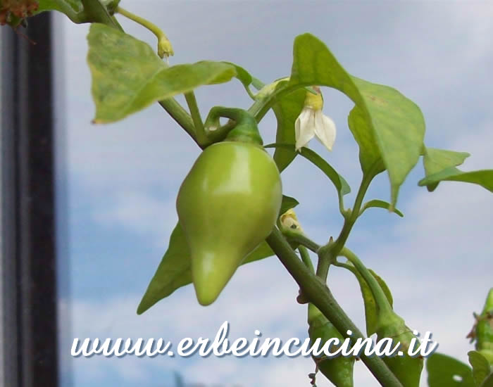 Peperoncino Pink Chupetihna non ancora maturo / Unripe Pink Chupetihna chili pepper pod