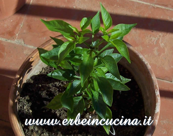 Giovane pianta di peperoncino Piri Piri / Piri Piri chili pepper, young plant