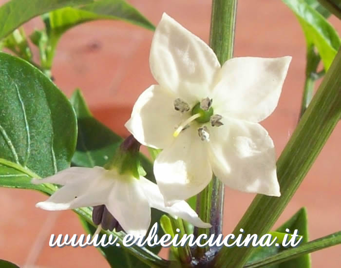 Fiore di peperoncino Piri Piri / Piri Piri chili pepper flower