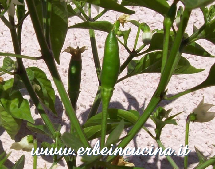 Peperoncino Piri Piri non ancora maturo / Unripe Piri Piri chili pepper pod