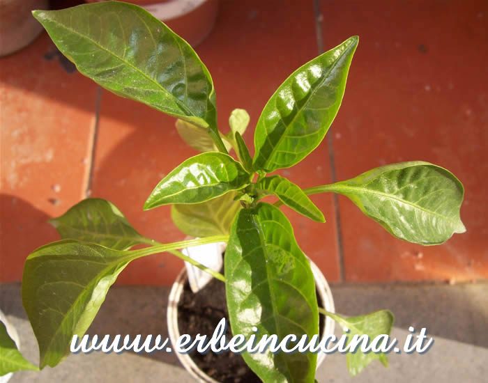 Primo bocciolo di Poblano / Poblano chili, first bud