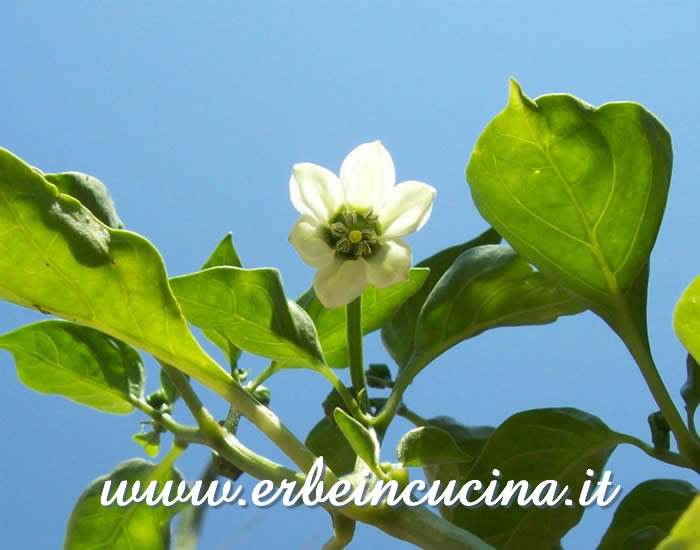 Fiore di Poblano / Poblano chili flower