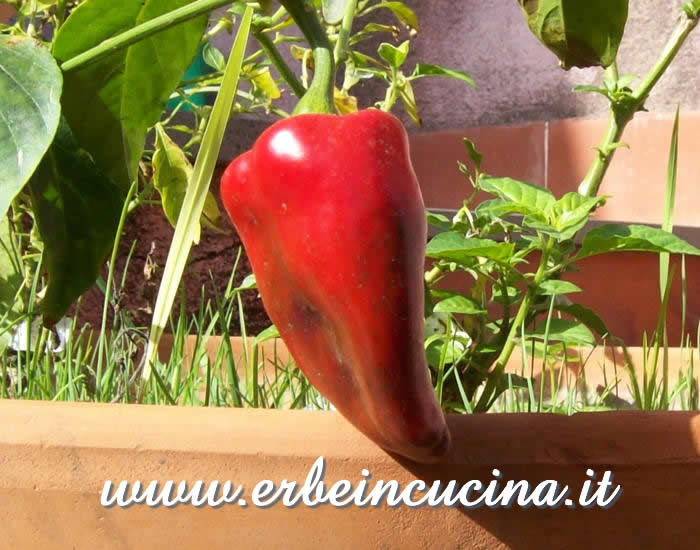 Peperoncino Poblano maturo / Ripe Poblano chili pepper pod