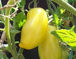 Pomodoro Banana Legs
