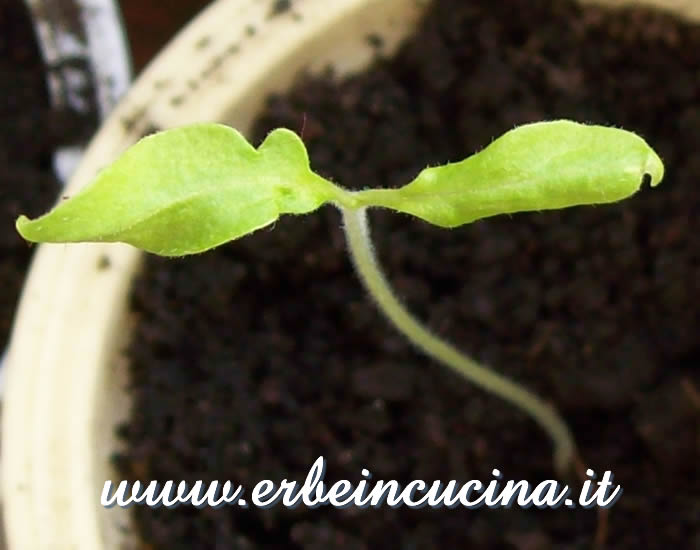 Pomodoro Banana Legs appena nato / Newborn Banana Legs tomato plant