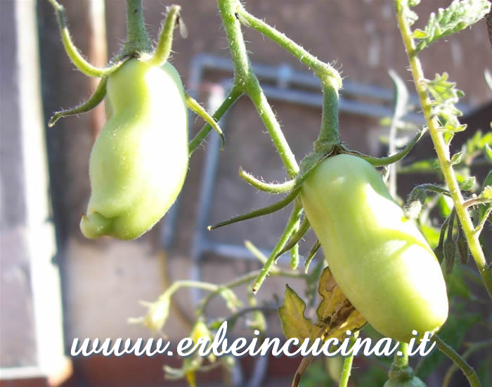 Pomodori Banana Legs in maturazione / Unripe Banana Legs tomatoes