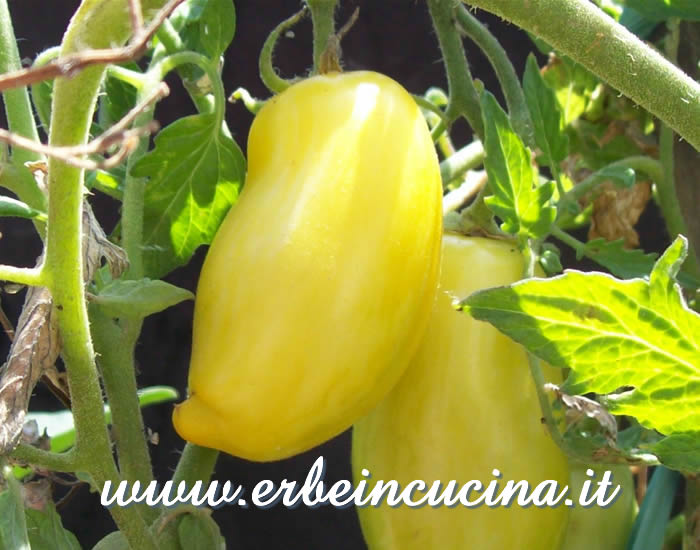 Pomodori Banana Legs pronti da raccogliere / Ripe Banana Legs tomatoes