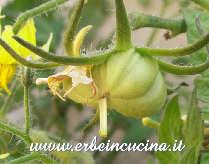 Pomodoro Bear Claw non ancora maturo / Unripe Bear Claw Tomato