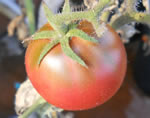 Black Russian tomato