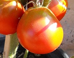 Black Truffle tomato