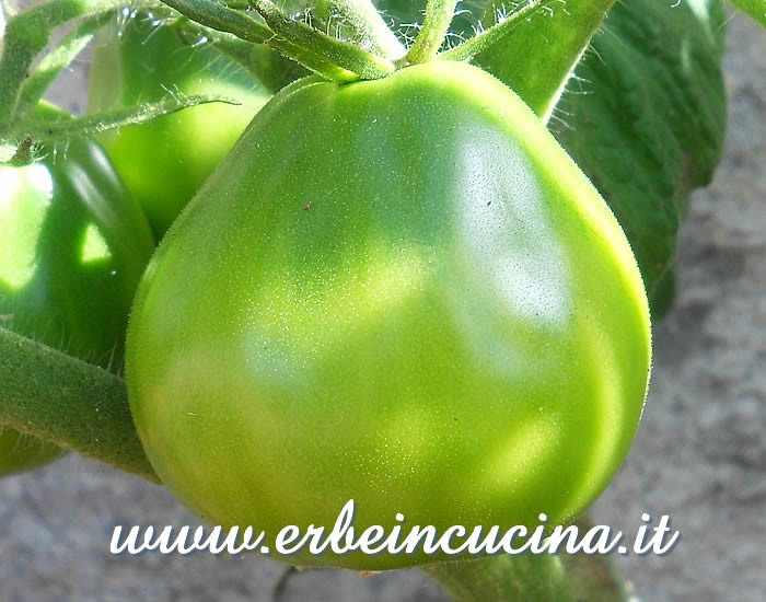 Pomodoro Black Truffle non ancora maturo / Unripe Black Truffle tomato