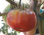 Brandywine Black tomato