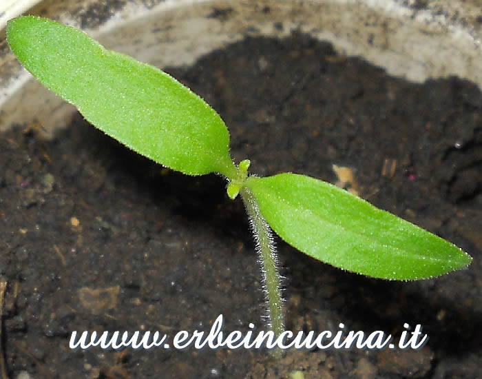 Pomodoro Brandywine Nero, prime foglie vere / Brandywine Black Tomato, first true leaves