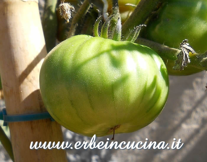 Pomodoro Brandywine Black non ancora maturo / Unripe Brandywine Black tomato