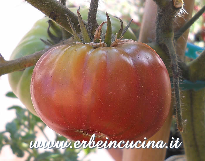Pomodoro Brandywine Black maturo / Ripe Brandywine Black tomato