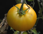 Pomodoro Brandywine Yellow
