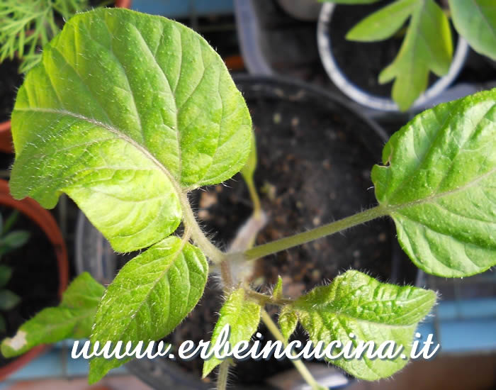 Giovane pianta di pomodoro Brandywine Yellow / Brandywine Yellow tomato young plant