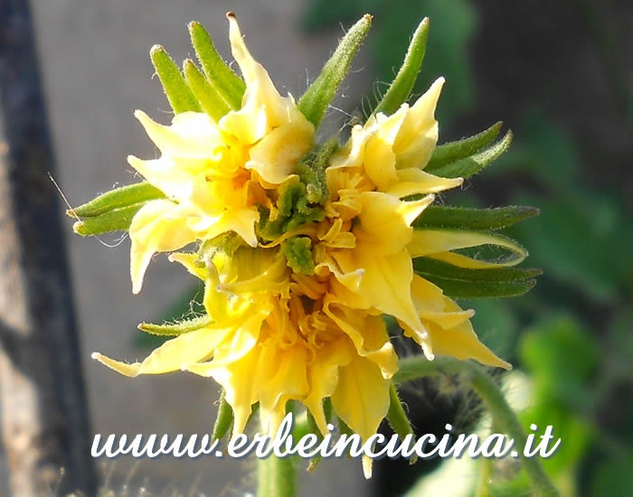 Fiore di pomodoro Brandywine Yellow / Brandywine Yellow tomato flower