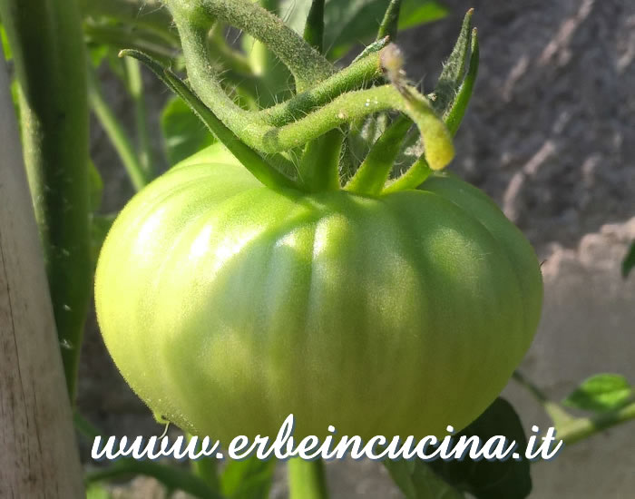 Pomodoro Brandywine Yellow non ancora maturo / Unripe Brandywine Yellow tomato