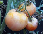 Pomodoro Cherokee Purple