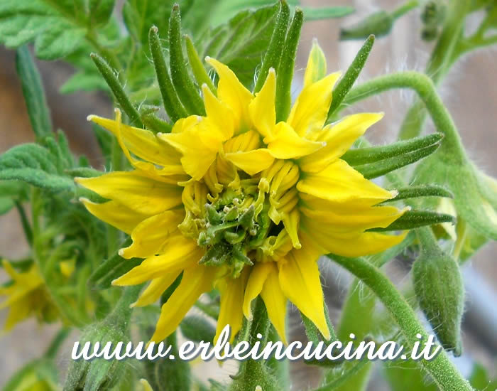 Fiore di pomodoro Cherokee Purple / Cherokee Purple tomato flower