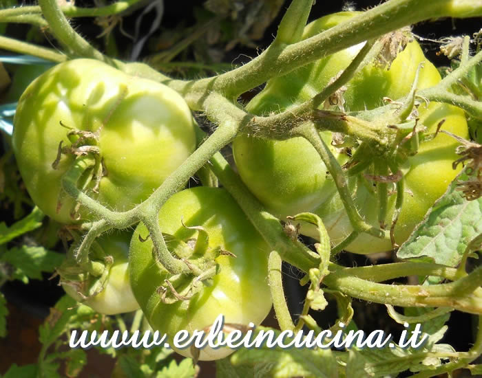 Pomodori Cherokee Purple non ancora maturi / Unripe Cherokee Purple Tomatoes