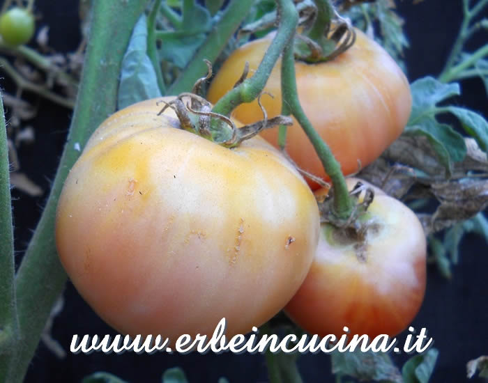 Pomodori Cherokee Purple quasi maturi / Cherokee Purple Tomatoes