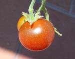 Black Cherry tomato