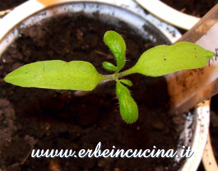 Pomodoro Cherry Black, prime foglie vere / Cherry Black Tomato Plant, first true leaves