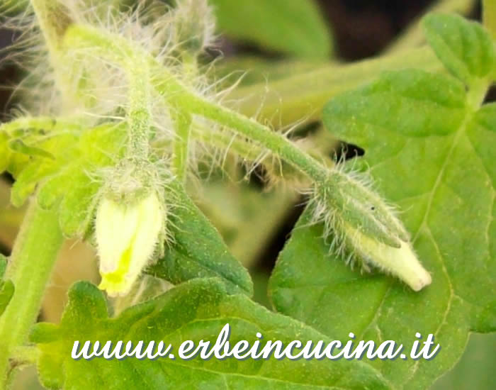 Boccioli di Pomodoro Cherry Black / Cherry Black Tomato Buds