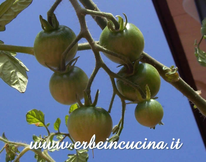 Pomodori Cherry Black non ancora maturi / Unripe Cherry Black Tomatoes