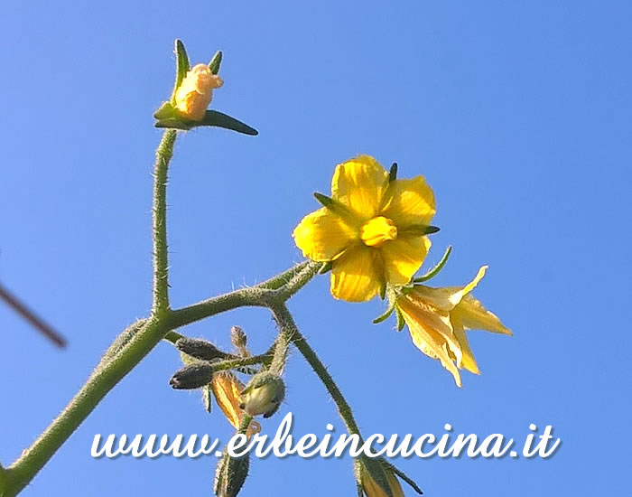 Fiore di pomodoro Cherry Fox / Cherry Fox tomato flower