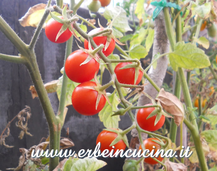 Pomodori Cherry Fox maturi / Ripe Cherry Fox tomatoes