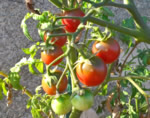 Cherry Rosella tomato