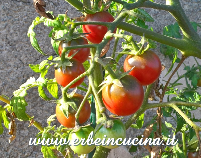 Pomodori ciliegino Rosella a vari stadi di maturazione / Ripe and unripe Cherry Rosella tomatoes