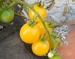 Pomodoro Cherry Snow White (Ciliegino Biancaneve)