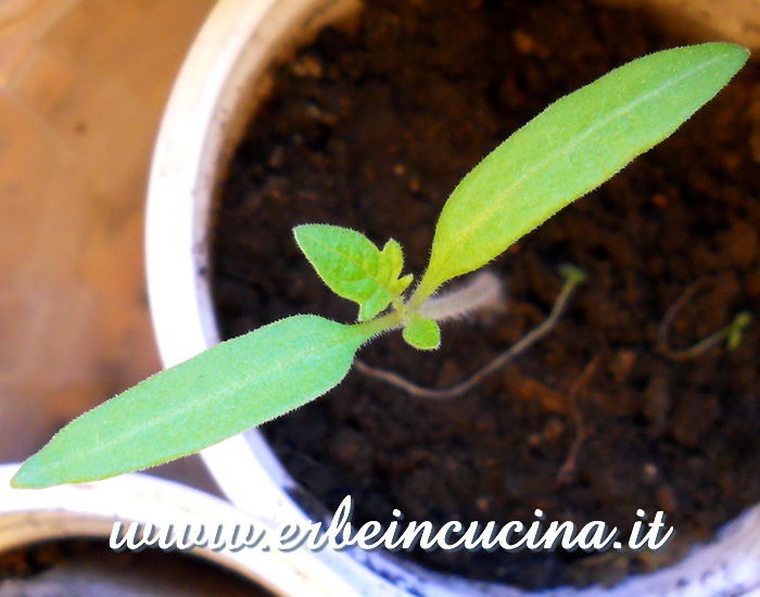 Pomodoro Cherry White, prima foglia vera / Cherry White Tomato, first true leaf