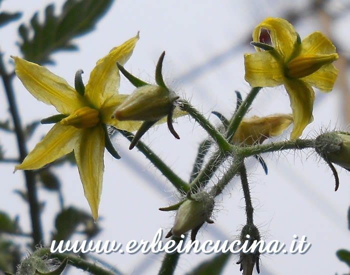 Fiori di pomodoro Cherry Snow White / Cherry Snow White Tomato flowers