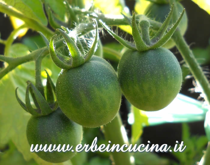 Pomodori ciliegino Cherry Snow White, non ancora maturi / Unripe Cherry Snow White Tomatoes