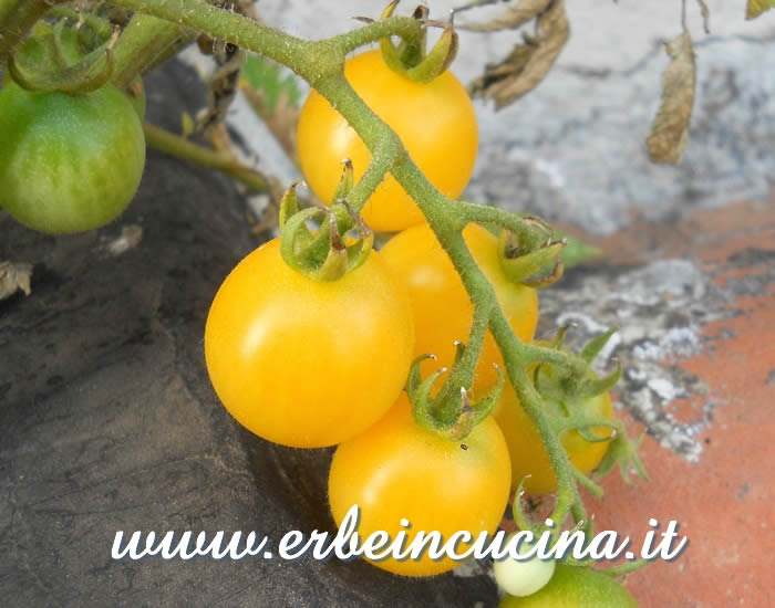 Pomodori ciliegino Biancaneve (Cherry Snow White) / Cherry Snow White Tomatoes