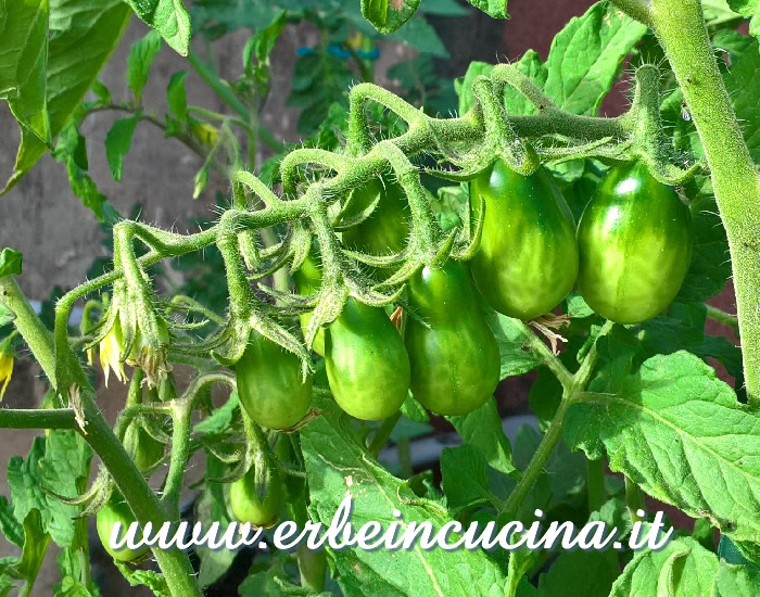 Pomodori Choco Pear non ancora maturi / Unripe Choco Pear tomatoes