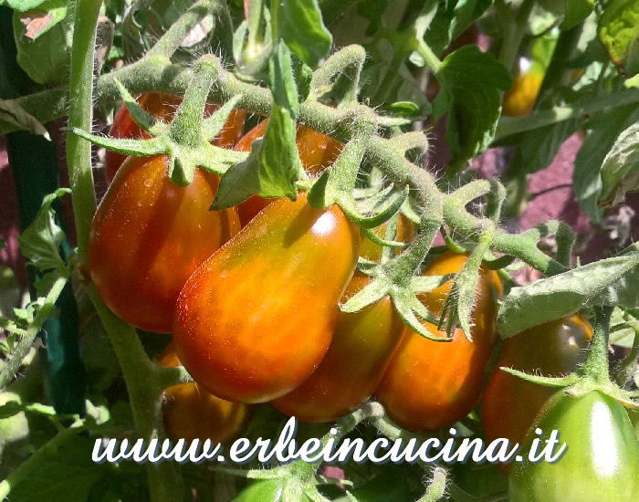 Pomodori Choco Pear maturi / Ripe Choco Pear tomatoes