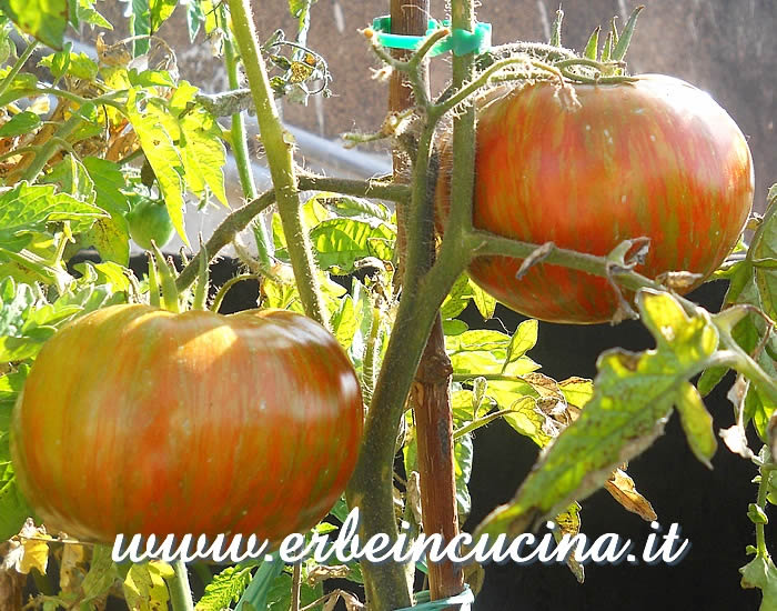 Pomodori Chocolate Stripes  / Chocolate Stripes tomatoes