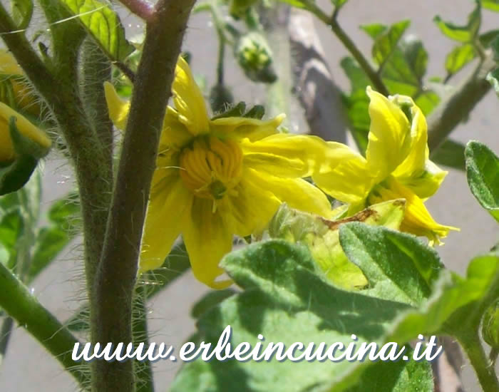 Fiori di Pomodoro Corleone / Corleone Tomato Flowers