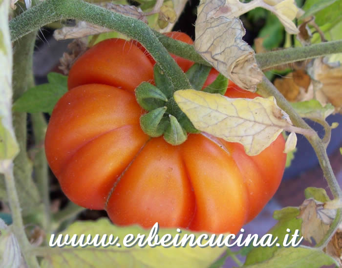 Pomodoro Corleone maturo / Ripe Corleone Tomato