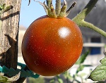 Crimea Black tomato
