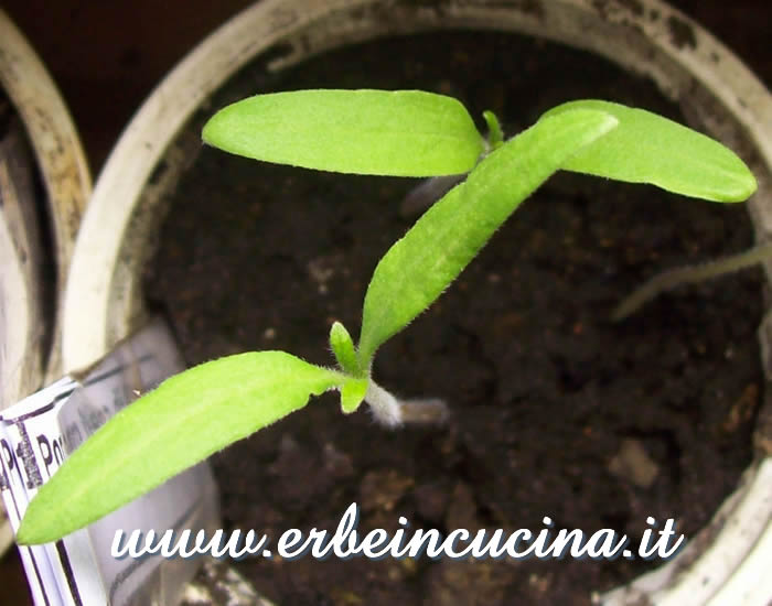Piantine neonate di pomodoro Nero di Crimea / Newborn Black Crimea Tomato plants