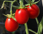 Pomodoro datterino Crovarese